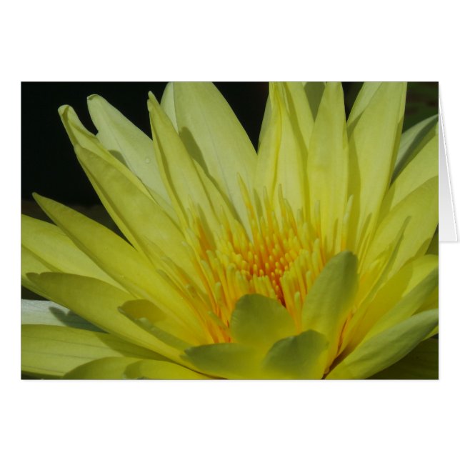Cartão de Ocasião Lily Amarelo Frameável, 7x5 (Frente Horizontal)