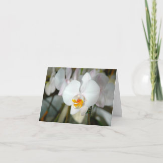 Cartão de Orquídea Mariposa Branca