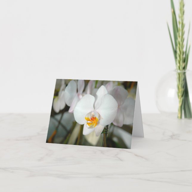 Cartão de Orquídea Mariposa Branca (Frente)