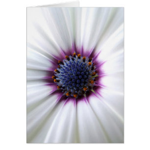 Cartão de Osteospurmum