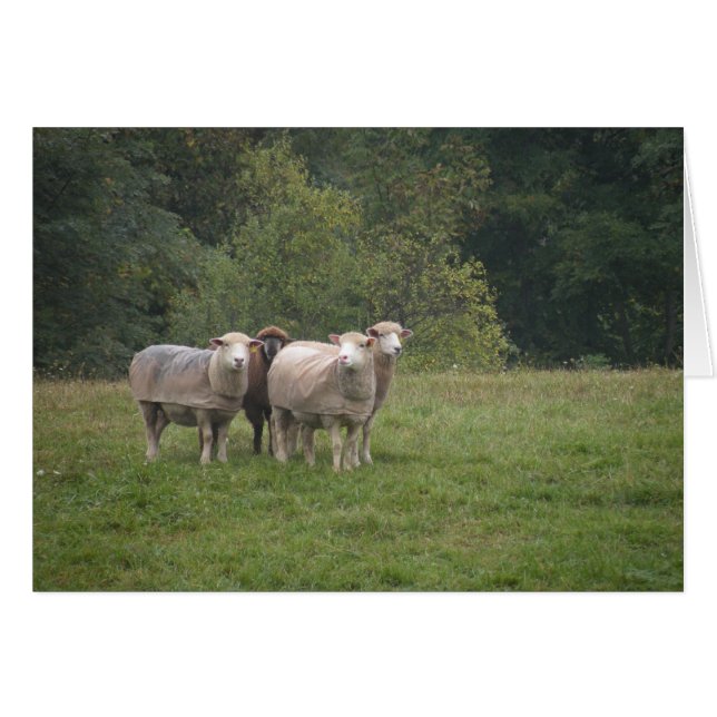 Cartão de ovino (Frente Horizontal)