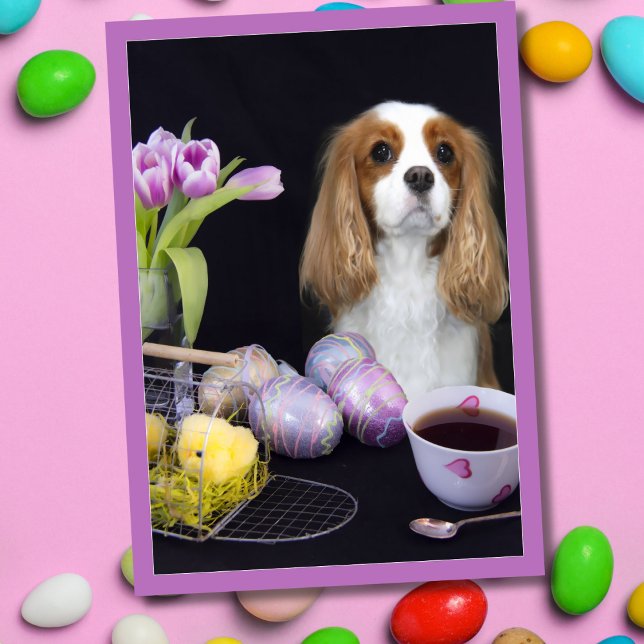 Cartão de Ovos Cavalier King Charles Páscoa Tulips (Criador carregado)