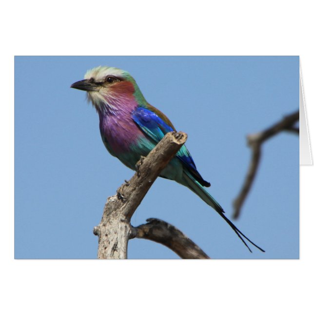 Cartão de pássaro maravilhoso (Frente Horizontal)