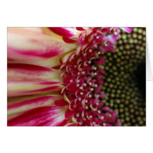 Cartão de Pedra Gerbera Strike