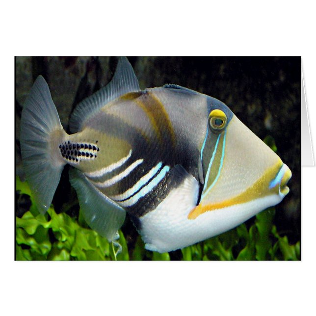Cartão de Peixe Tropical do Havaí (Frente Horizontal)
