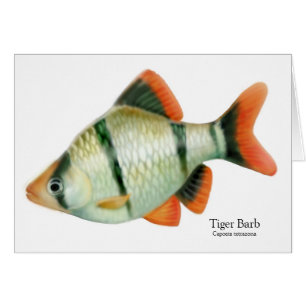 Cartão de Peixe Tropical Tiger Barb