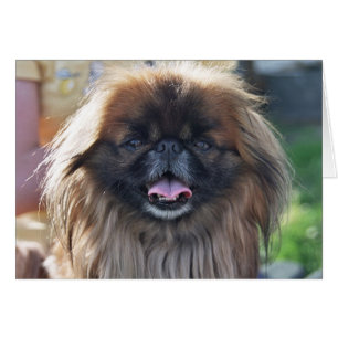 Cartão de Pekingese