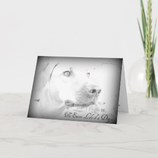 Cartão de Perda de Cão