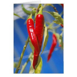 Cartão de pimento vermelho