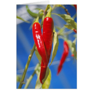 Cartão de pimento vermelho