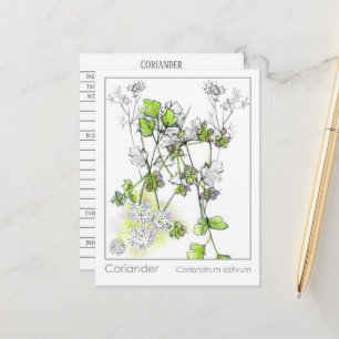 Cartão de Planta de Estudo de Plantas de Coriander