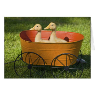 Cartão de Plantador de Patos Bebês