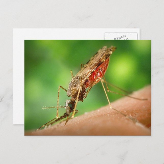 Cartão de Postal de Mosquito Cheio de Sangue (Frente/Verso)