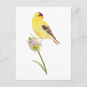 Cartão de posto Americano Goldfinch e Thiste