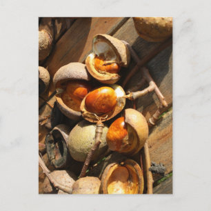 Cartão de Posto de castanha de cavalo