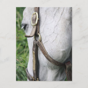 Cartão de Posto de Starlet da Bel