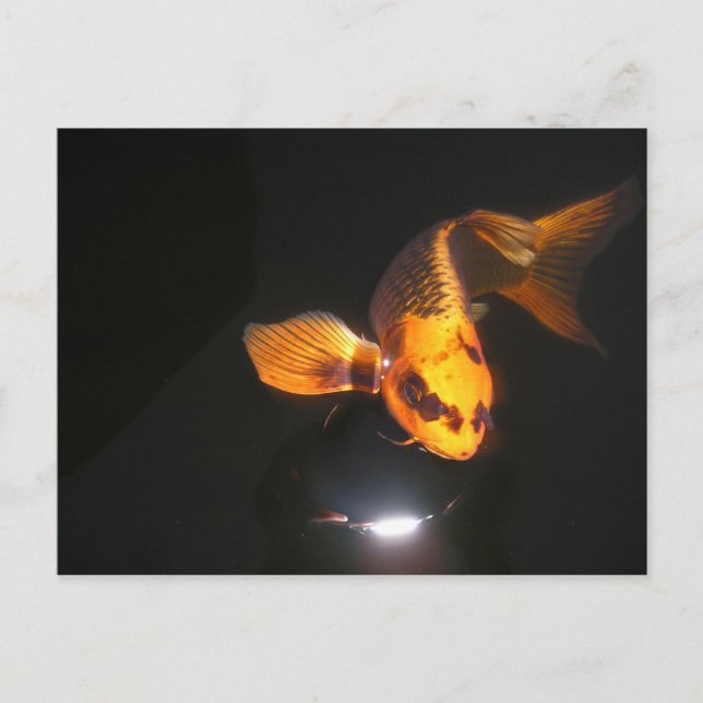 Cartão de Posto Koi Não Cortado (Frente)