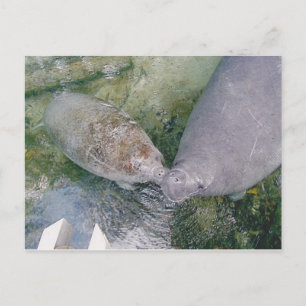 Cartão de Posto Manatee Smooch