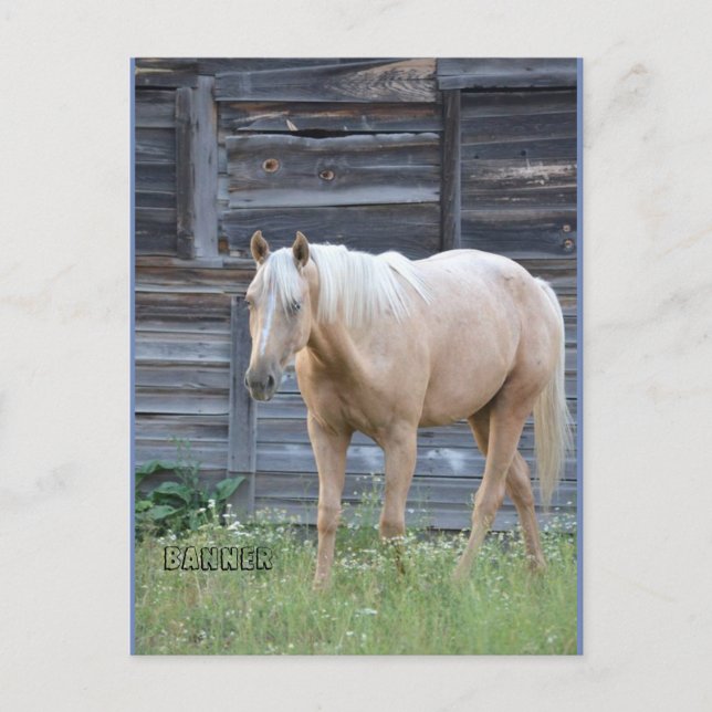 Cartão de posto Palomino (Frente)