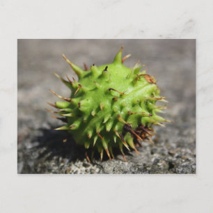 Cartão de Posto para iPhone Chestnut Horse