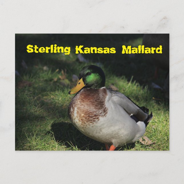 Cartão de Posto Sterling Kansas Mallard (Frente)