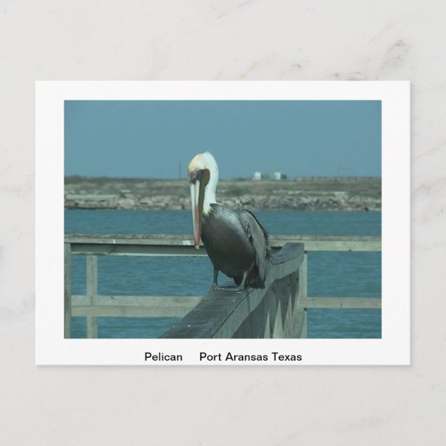 Cartão de Posto Wildlife (Frente)