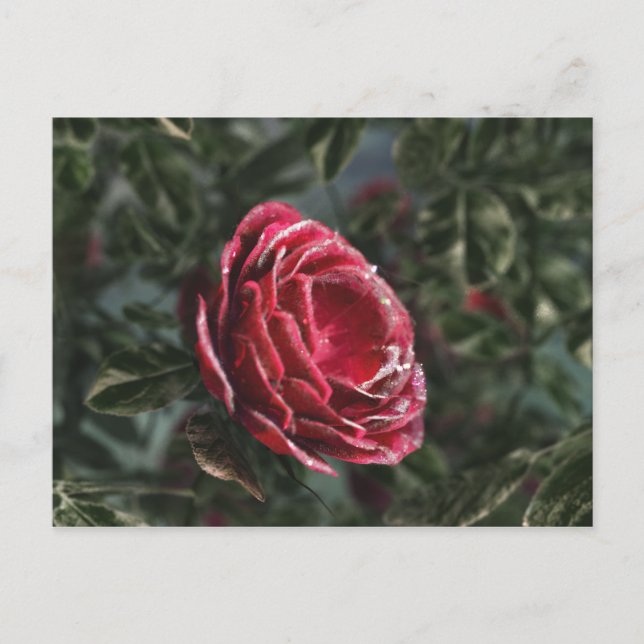 Cartão de Presente de Despedida do Inverno (Frente)