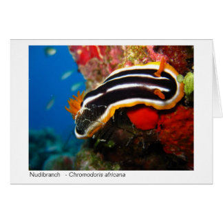 Cartão de presente de Nudibranch - 02