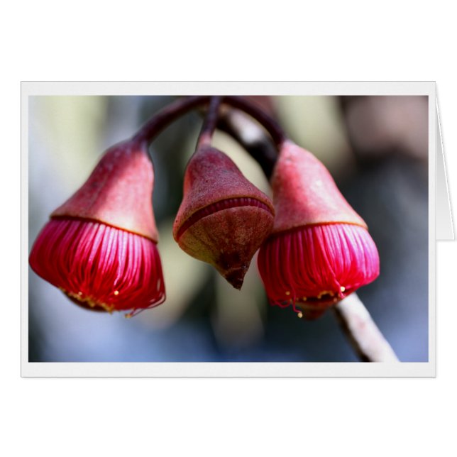 Cartão de presente do caesia do eucalipto - 03 (Frente Horizontal)