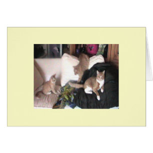 Cartão de Purrtrait da família