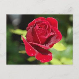 Cartão de receita Biscoito de Manteiga de Amendoim