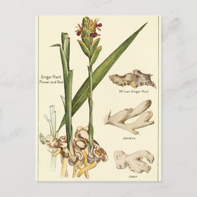 Cartão de receitas de ilustração de gengibre de Vi (Frente)
