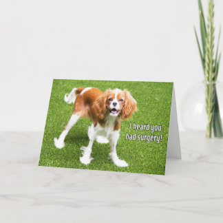 Cartão de Recuperação do Cavalier King Charles Spa