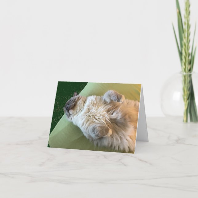 Cartão de Recuperação do Gatinho Ragdoll Adormecid (Frente)