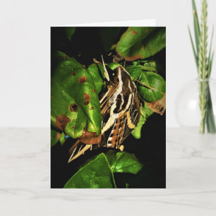 Cartão de Recuperação "Mariposa Relaxando"