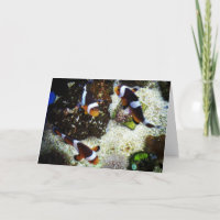 Cartão de Recuperação "Peixe Palhaço"