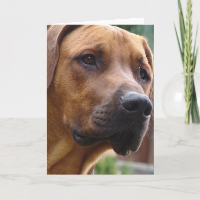 Cartão de Rhodesian Ridgeback (Frente)