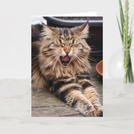 Cartão de riso do gato