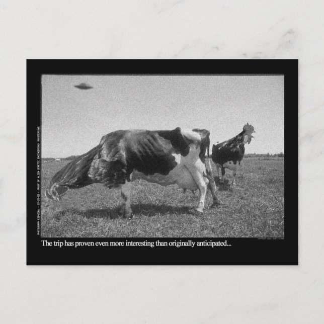 Cartão de Roostercows (Frente)