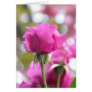 Cartão de Rosa cor-de-rosa chocante