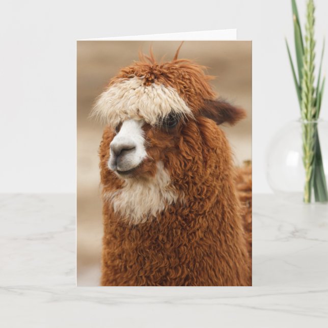 Cartão de saudação Alpaca (Frente)