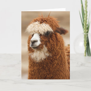 Cartão de saudação Alpaca