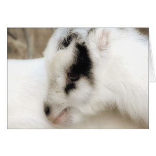 Cartão de Saudação Amigo Goat Kid Todas As Ocasiõe