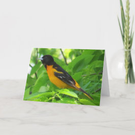 Cartão de Saudação Baltimore Oriole