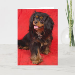 Cartão de Saudação Black Tan Cavalier King Charles