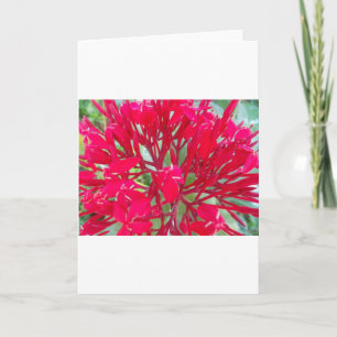 Cartão de Saudação Bonito e Incrível Flores Vermel