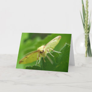 Cartão de Saudação Brimstone Moth