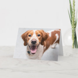 Cartão de Saudação Brittany Spaniel