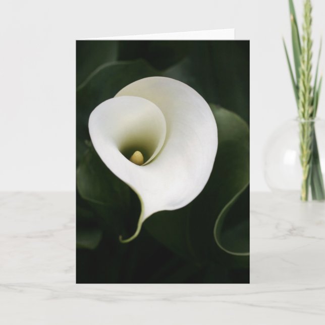 Cartão de Saudação Calla Lily (sem limite) (Frente)
