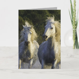 Cartão de Saudação Camargue Spray Horse